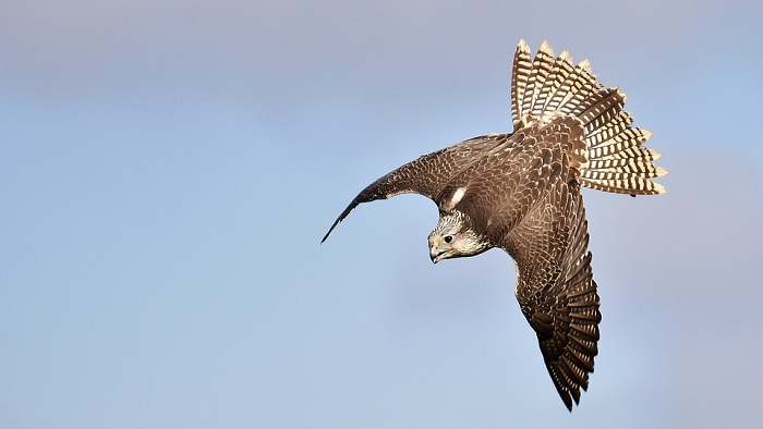 Falcon flying