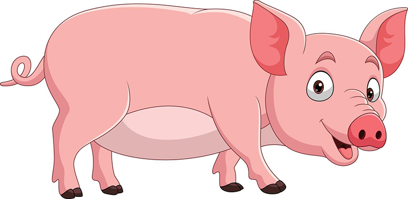 Cartoon pig