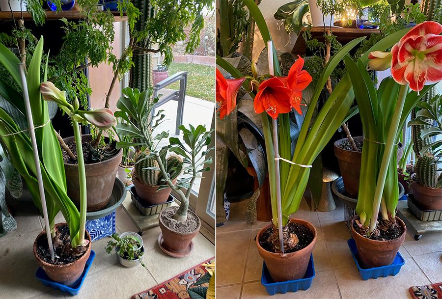 Amaryllis plants indoors