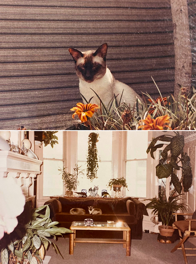 San Francisco outdoor and indoor gardens with cats