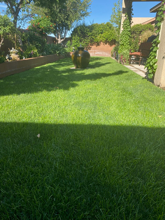Will's lawn