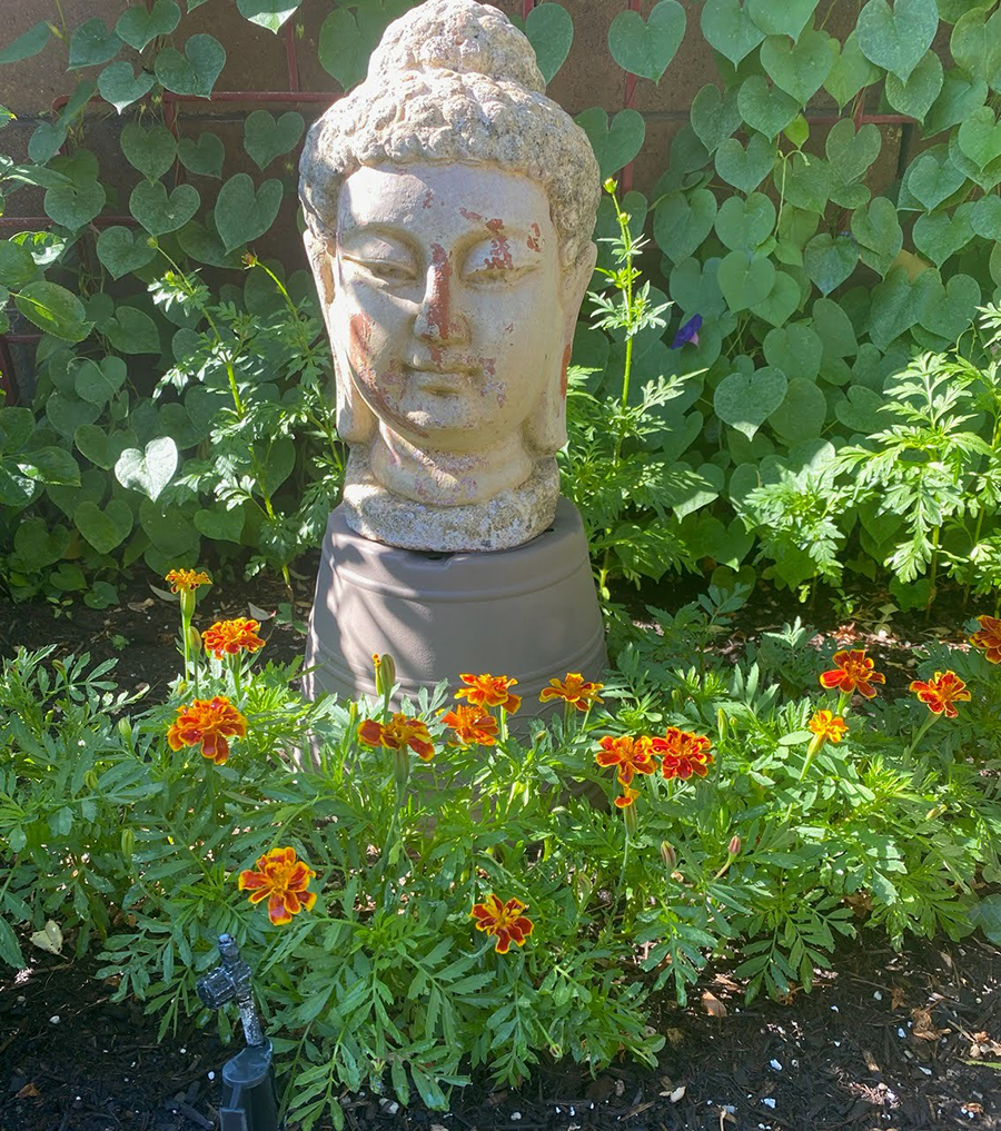 Marigolds in Will's garden