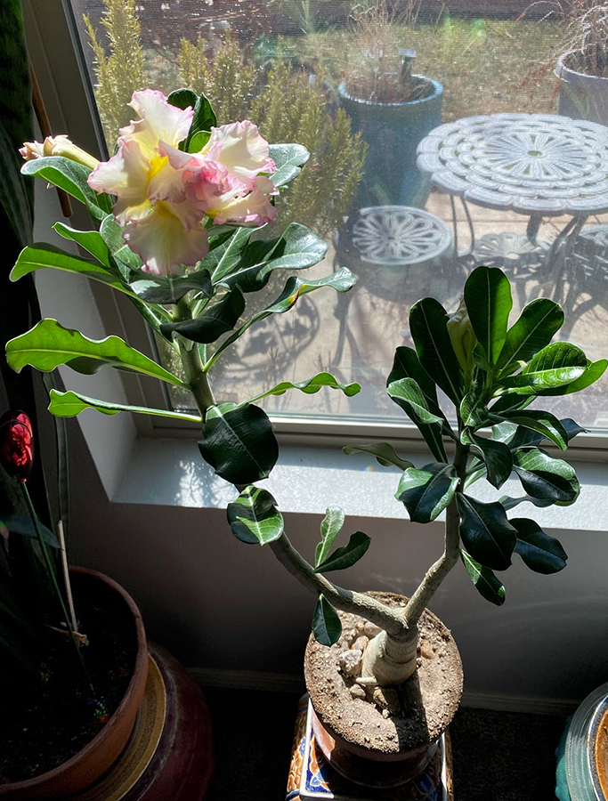 Indoor potted flower