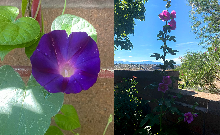 Recent photos - morning glory closeup and hollyhock in the garden