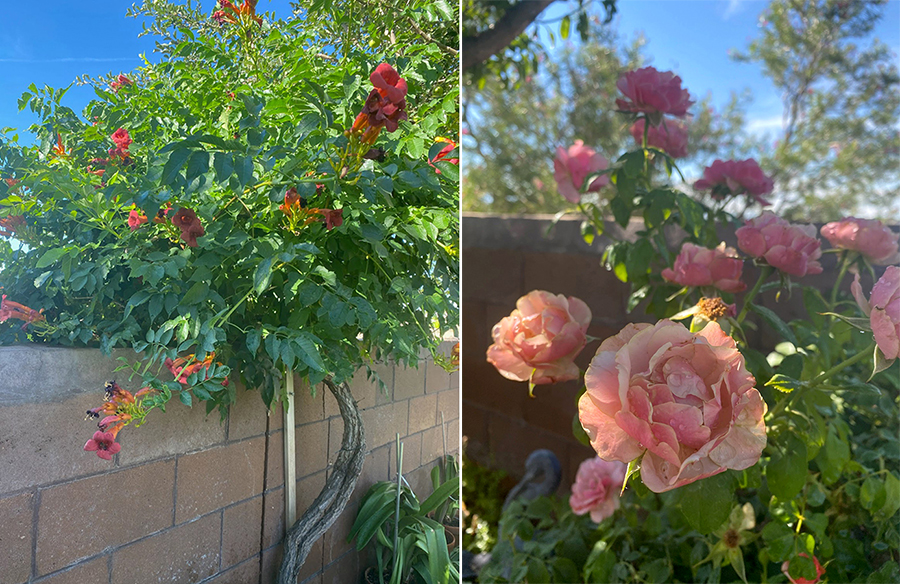 Recent garden photos of two plants