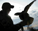 Man with falcon