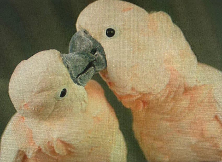 Pair of Moluccan cockatoos locking jaws