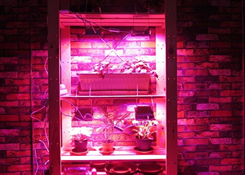 Purple grow light