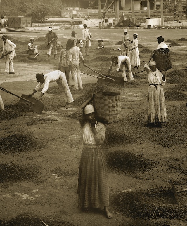 Slaves in a coffee farm in Brazil