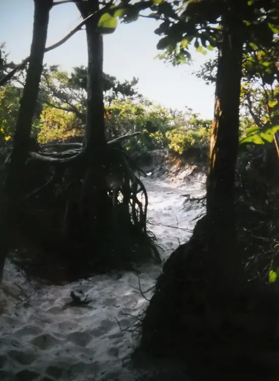 A stretch of path and trees in Fire Island's Meat Rack area
